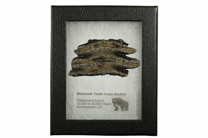 Mammoth Molar Slice With Case - South Carolina #337723